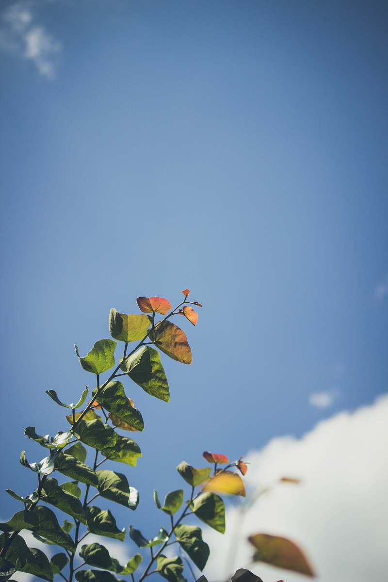 blue green leafed plant st. louis county